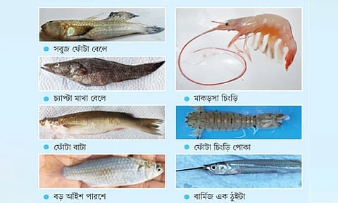 The Sundarbans’ aquatic biodiversity gains international recognition as DNA sequences of five fish species and two shrimp species are prepared for submission to GenBank.