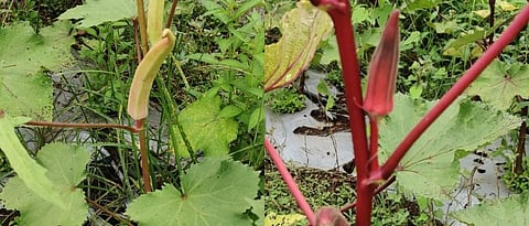 पांढरी आणि लाल रंगाची भेंडी