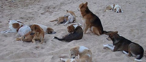 भटकी कुत्री