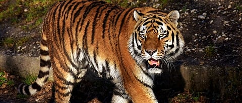 Tiger