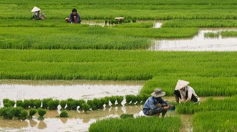 Goan farming fields under water due to flood