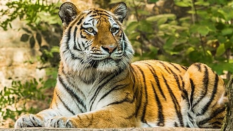 tigar: Tilari protected forest in maharashtra