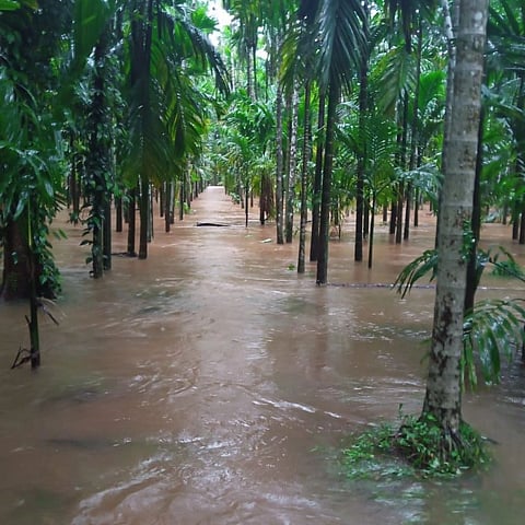 Goa: Flood water enter in horticulture field.