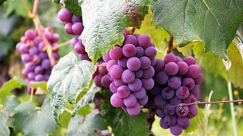 Grapes