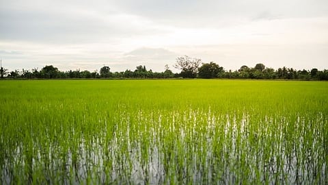 agriculture