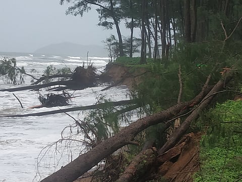 Goa: Tree Fallen at Galajibagh Beach Cancona.