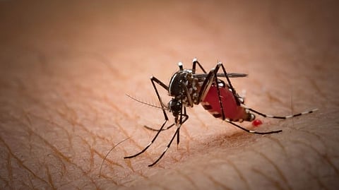 Dengue patients in Goa