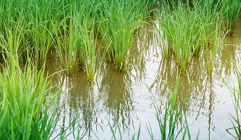 गोव्यात काळ्या भात शेतीचा पहिलाच प्रयोग
