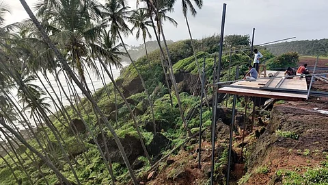 Goa: Slaughter of coconut trees