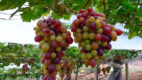 Grapes