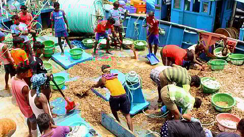 Fishermen when classifying fish in Margao (Goa Fish)