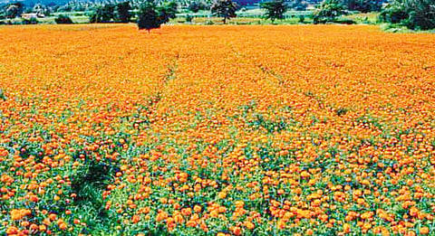 Goa: Marigold Flowers In Sakhali.