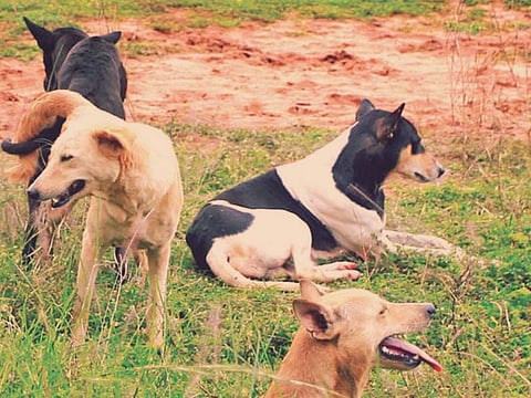 Goa: Stay Dogs in Amona.
