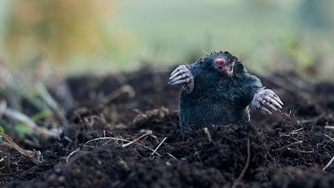 या प्राण्याच्या तोंडावर असलेले विचित्र नाक स्टार सारखे दिसते. म्हणून या प्राण्याचे नाव स्टार नोज मोल असे पडले आहे. याचे वैशिट्य म्हणजे हा प्राणी प्रती सेकंद 13 शिकार करतो.