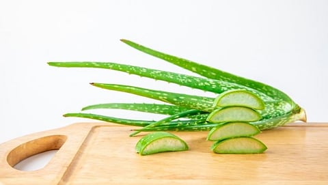 Aloe Vera
