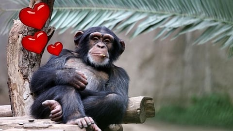 zoo banned the woman after finding out that she had an affair with a chimpanzee