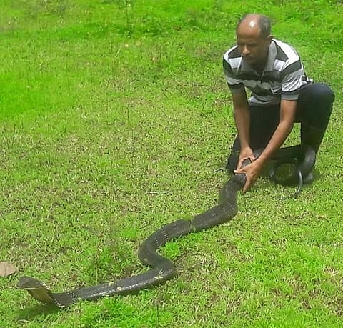 Goa Snake Friend Pradip Gavandalkar