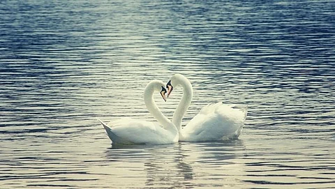 A picture of a swan should be put in home