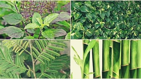 planting these 4 plants in the house brings happiness and prosperity