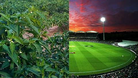 Khanewal Cricket Stadium in Pakistan has been taken over by farmers