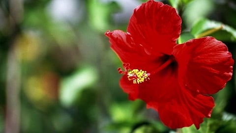 Use hibiscus like this for strong and soft hair