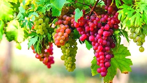 ‘Ruby Roman’ Grapes