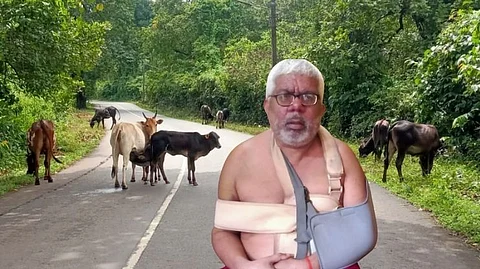 Hotelier injury in cattle attack in goa