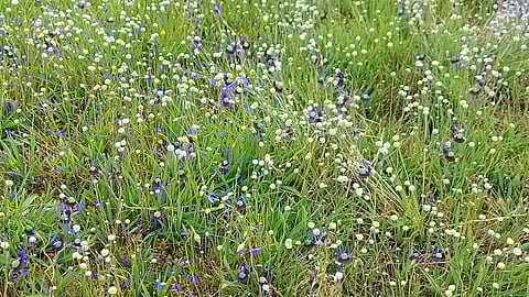 निसर्गाची रहस्ये (secrets of nature) उलगडण्यासाठी नियोजनबध्द पध्दतीने सखोल, सूक्ष्म शास्त्रीय संशोधन करता येते.