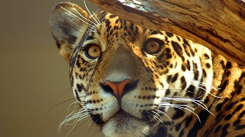 Leopards