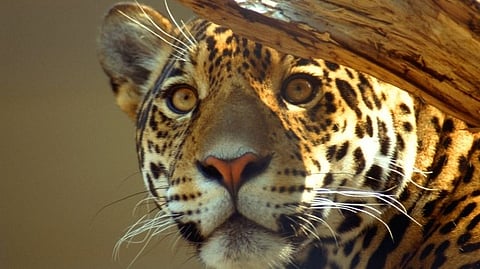 Leopards