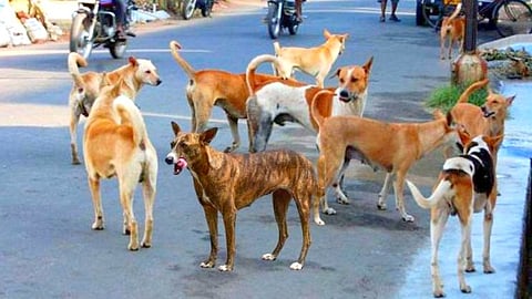 Dogs in Bicholim