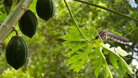 Papaya leaves are good for dengue