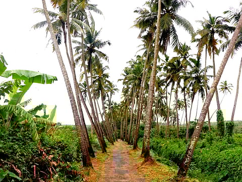 गोव्यात रस्त्याच्या दुतर्फा असलेली नारळाची झाडे (World Coconut Day)