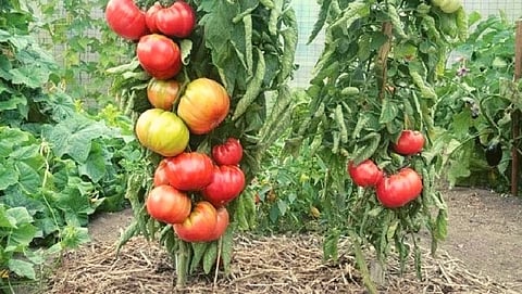 Tribal children of Madhya Pradesh are growing tomatoes from brinjal plants