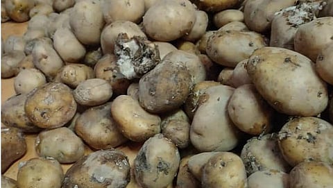 कुजके बटाटे