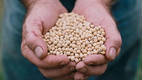 Soy