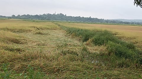 Return rain destroyed rice farming in Goa