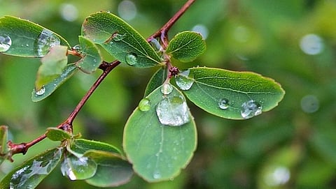 सर्वांनाच पावसाळा आवडतो असे नाही. पण अनेक लोक उन्हाळ्यात पावसळ्याची वाट पाहतात. पावसात भिजण्याचा आनंद वेगळाच असतो. तसेच तळहातावर पावसाचे थेंब गोळा करण्याची, जमिनीवर पडणाऱ्या पाण्यात छया छपा छय करण्याचा आनंद वेगळा असतो.