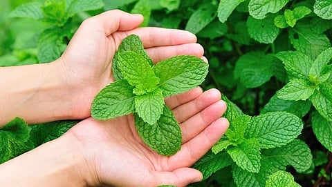 Benefits Of Mint