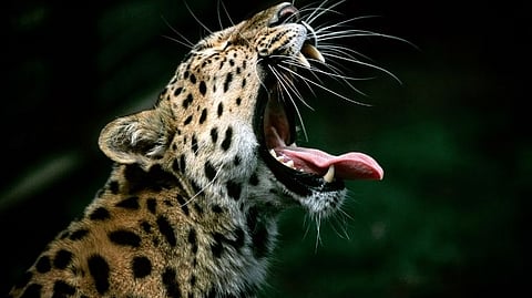 Pregnant female leopard dies in train crash