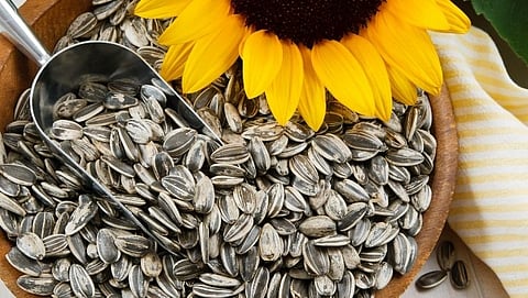 Beauty Tips Sunflower seeds are beneficial for glowing skin
