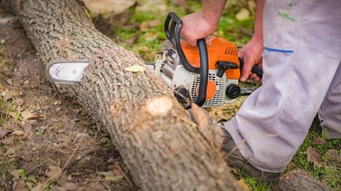 Illegal tree cutting in Sanguem