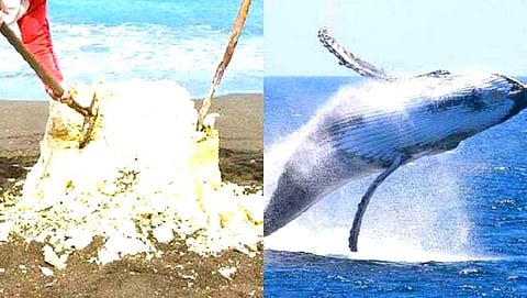 व्हेल मासा आणि त्याची उलटी