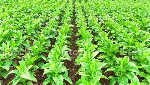 A study claims that the oldest evidence of tobacco has ever been found
