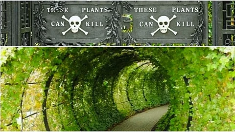 The Alnwick Poison Garden