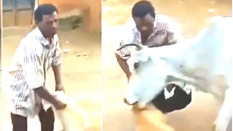 कुत्र्याला त्रास देत असताना गाईने बचावले