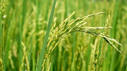Indian Council of Agricultural Research to develop salt tolerant rice varieties