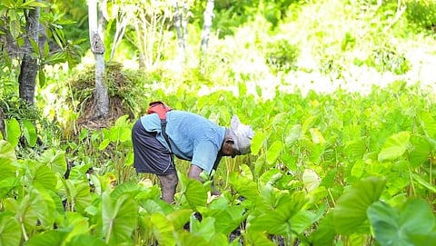 Farmer