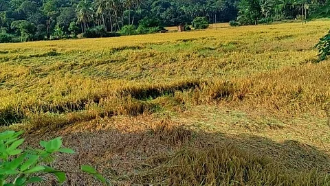 Goa काणकोणात अमोसमी पावसाने आडवे झालेले भातपीक.