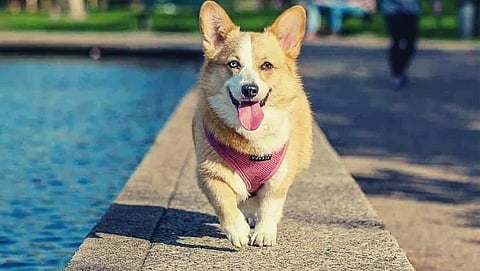 In Britain a pet dog got coronavirus, confirmed in the Animal and Plant Health Agencys test